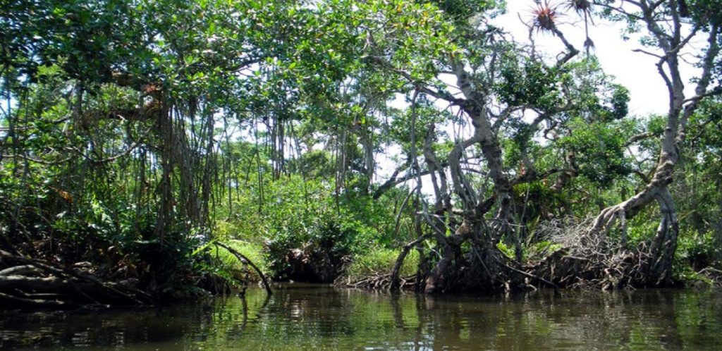 mangla en tecolutla