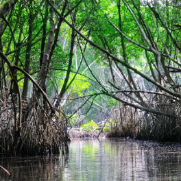 manglar