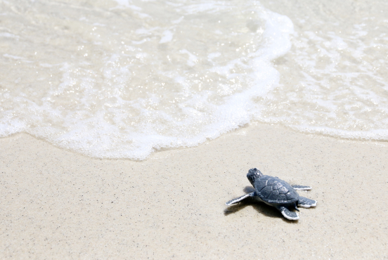 tortuga en playa de tecolutla veracruz